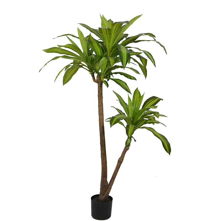 Living Room Decoration Garden Happy Plant Greenery Corn Plant Tall Dracaena Fragrans Tree