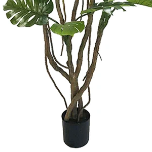 Varigata Ornamental Monstera Leaf Charm Live Monstera Plants New Design Real Touch  Artificial Trees And Plants