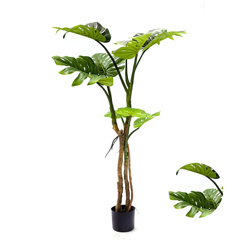 Wholesale High Quality Live Deliciosa Plants Monstera Leaves Home Decoration Monstera Plant Price