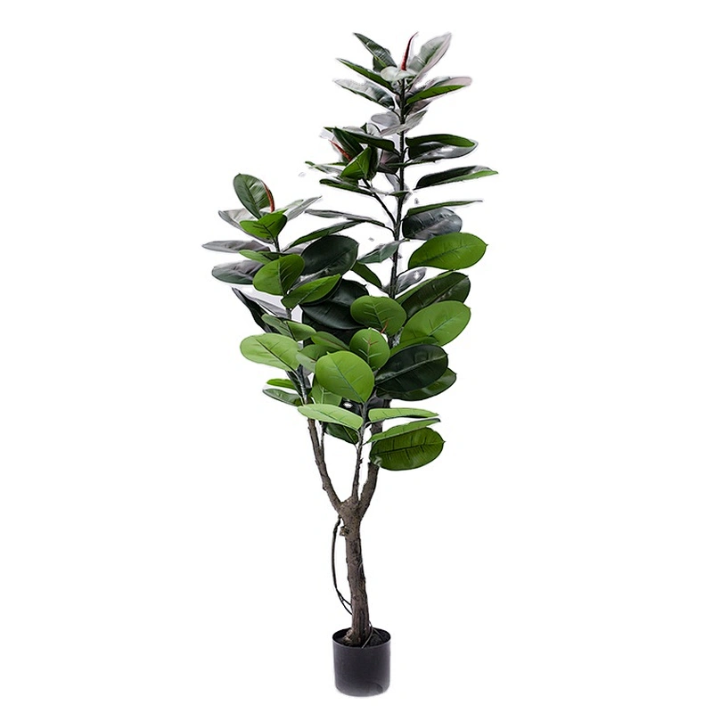 Wholesale Low Price Rubber Tree Perennial Foliage Plants Ficus Elastica Rubber Tree