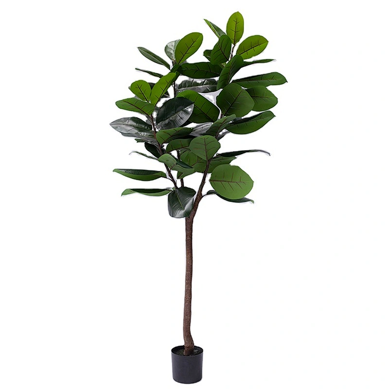 Best Price Wholesale Outdoor Bonsai Tree Ficus Elastica Foliage Plants