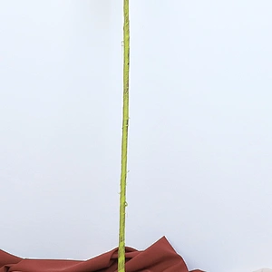 home decoration foam blossom festival items real touch foam flower artificial foam plant for sales
