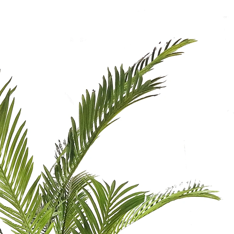 Hotel Wedding Fiber Plants Top Quality Areca Palm Trees And Plants Balcony Outdoor Areca Palm