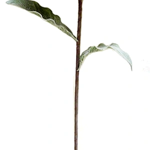 Manufacture Gifts And Home Foam Blossom Artificial Flowers Foam For Flower Arrangements