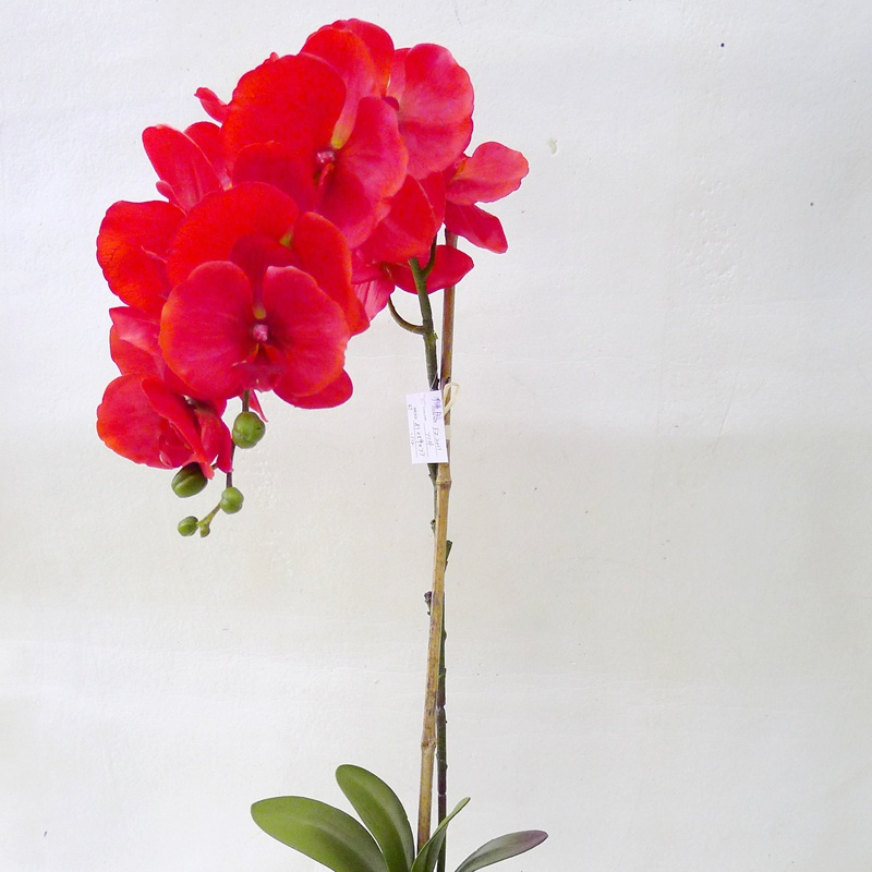 Hot sale home decoration real touch orchid flower artificial orchid plants