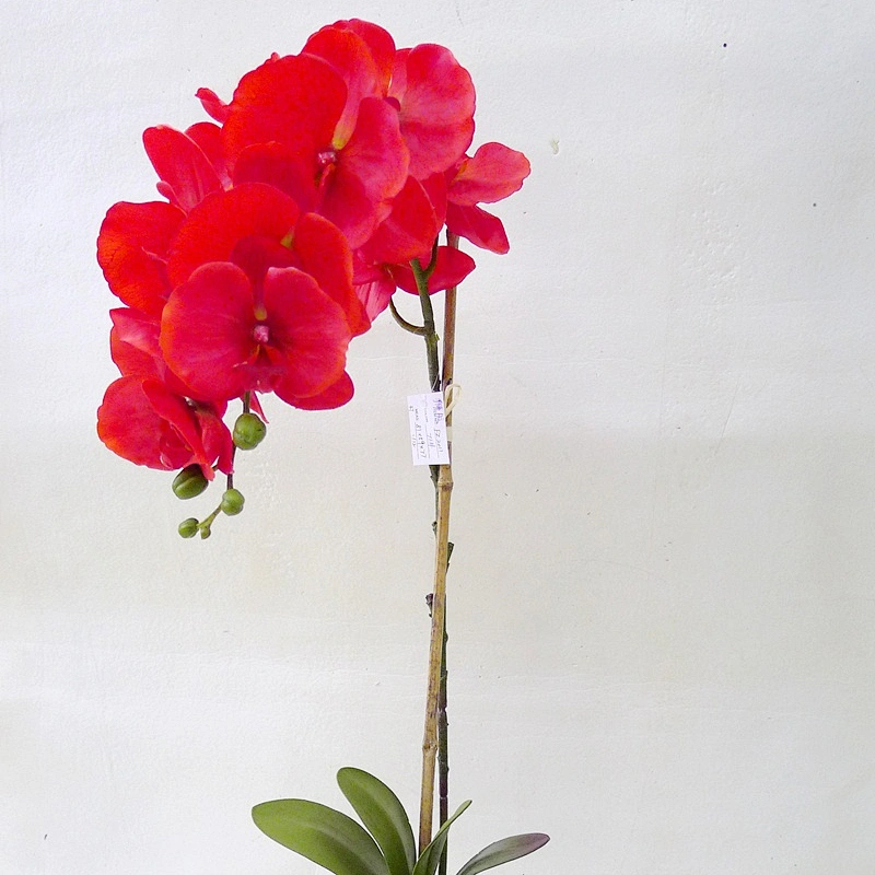 Hot sale home decoration real touch orchid flower artificial orchid plants