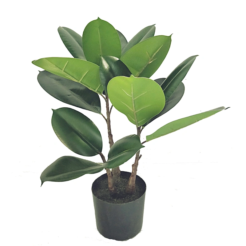 Wholesale Low Price Rubber Tree Perennial Foliage Plants Ficus Elastica Rubber Tree