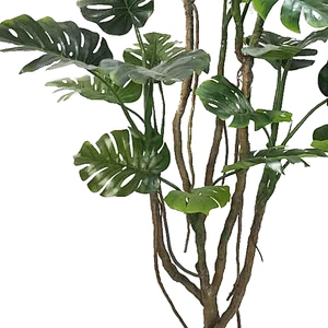 Popular Monstera Plant Price Philodendron Variegata Monstera Decorative Home Outdoor Bonsai Stand
