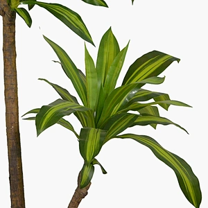 New Product Plastic Indoor Dracena Tree Big Plant Green Natural  Decor Outdoor Bonsai Dracena Tree