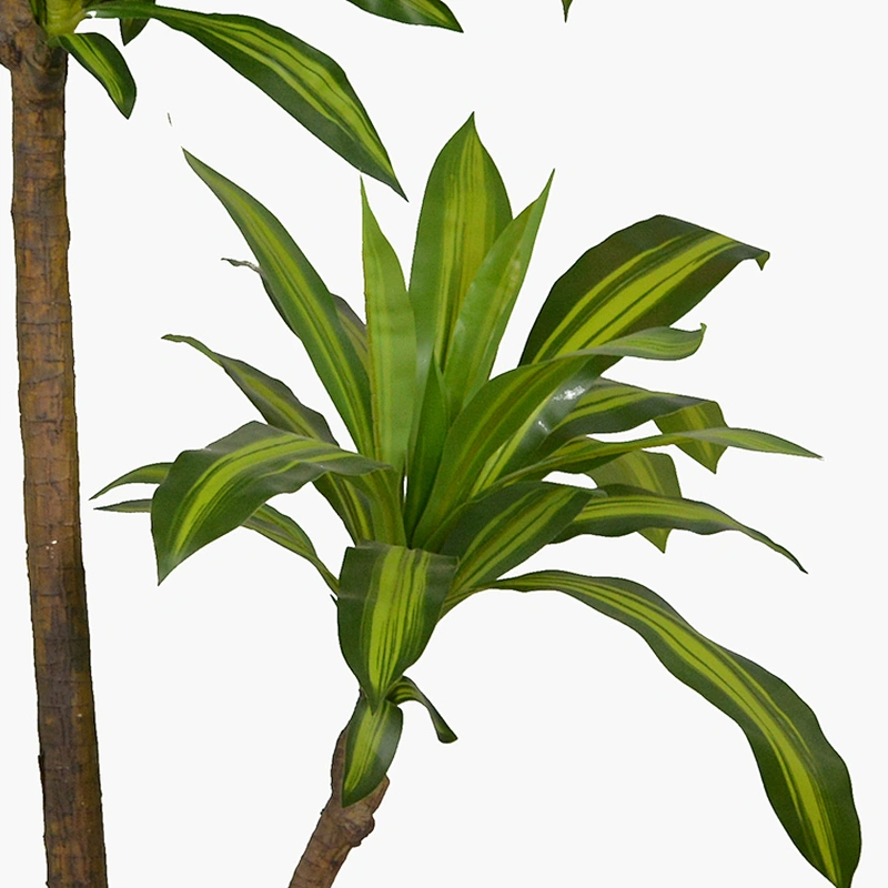 New Product Plastic Indoor Dracena Tree Big Plant Green Natural  Decor Outdoor Bonsai Dracena Tree