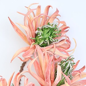 Most Popular arts and crafts big foam flowers silk foam for flower arrangements