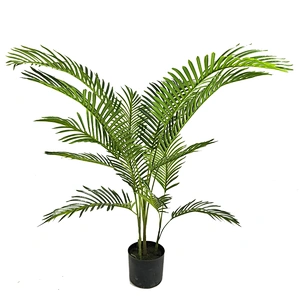 Factory Sale Green Garden Plant Dypsis Chrysalidocarpus Lutescens