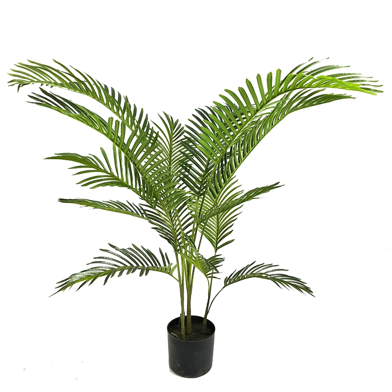 Factory Sale Green Garden Plant Dypsis Chrysalidocarpus Lutescens