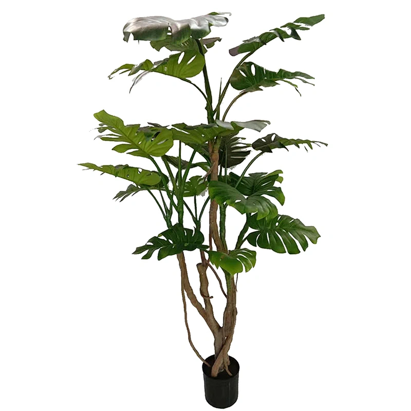 Wholesale High Quality Live Plants Monstera Deliciosa Obliqua Albo Variegata Monstera Trees