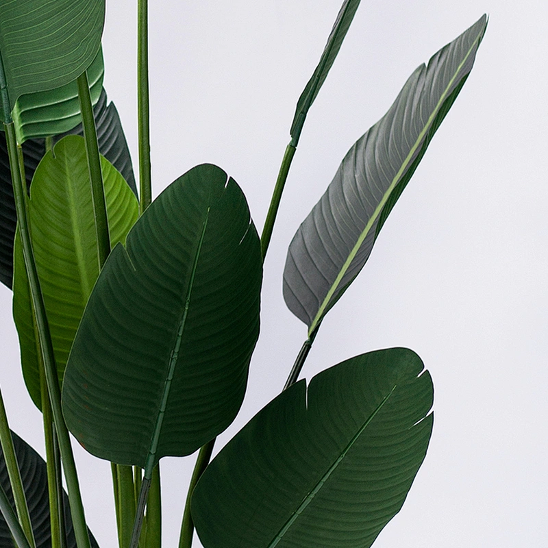 Living Room Decoration Garden Banana Tree Leaves Wholesale Bonsai Small Banana Tree