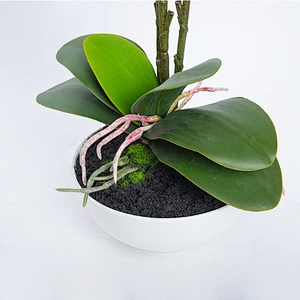 Home Decoration Orchid Branch Artificial Phalaenopsis Flowers Butterfly Orchid For Sale
