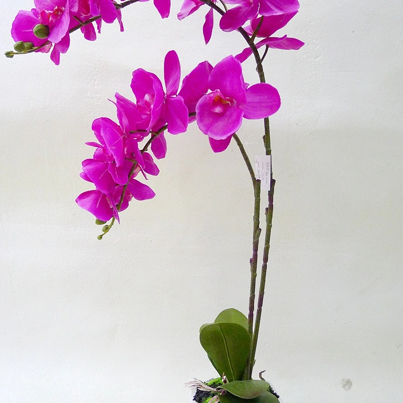 High Quality China Supplier Artificial Silk Real Touch Orchid Flower with ceramic/plastic pot