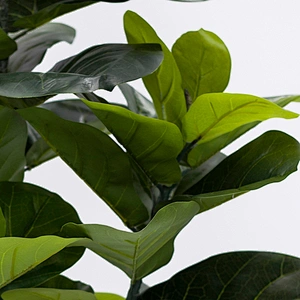 Tall Realistic Fiddle Fig Leaf Tree Decor Indoor Outdoor Home Office Fiddle Tree