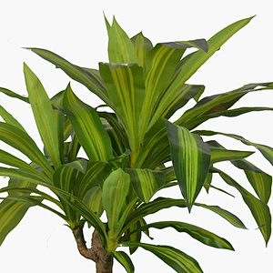 Living Room Decoration Garden Happy Plant Greenery Corn Plant Tall Dracaena Fragrans Tree