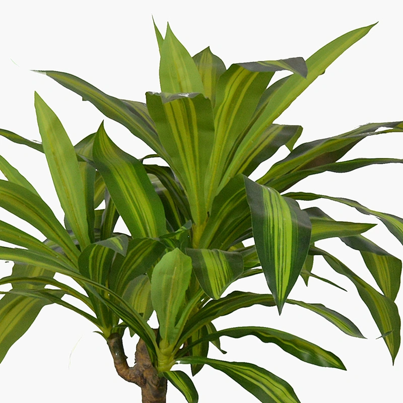 Living Room Decoration Garden Happy Plant Greenery Corn Plant Tall Dracaena Fragrans Tree