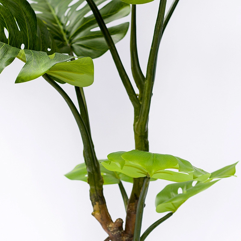 Varigata Ornamental Monstera Leaf Charm Live Monstera Plants, Indoor Artificial Trees And Plants