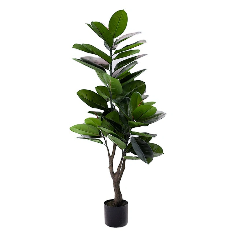 Best Price Wholesale Outdoor Bonsai Tree Ficus Elastica Foliage Plants