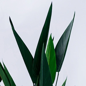 hot sale beautiful artificial strelitzia decoration indoor display artificial strelitzia plant