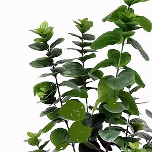 Nearly Natural new design artificial plant indoor artificial plastic plant for sale