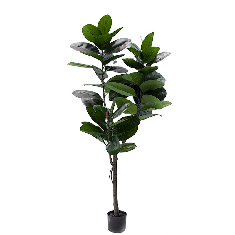 Best Price Wholesale Outdoor Bonsai Tree Ficus Elastica Foliage Plants