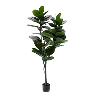 Wholesale Low Price Rubber Tree Perennial Foliage Plants Ficus Elastica Rubber Tree