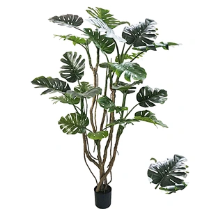 Varigata Ornamental Monstera Leaf Charm Live Monstera Plants New Design Real Touch  Artificial Trees And Plants
