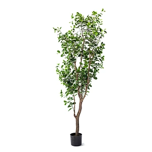 High Quality  Decorative Ornamental Bonsai Plants Of  Ficus Garden Decoration Banyan Tree  Evergreen Foliage Plants