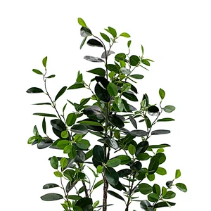 Wholesale indoor ficus trees bonsai house plant potted wedding centerpieces ficus trees