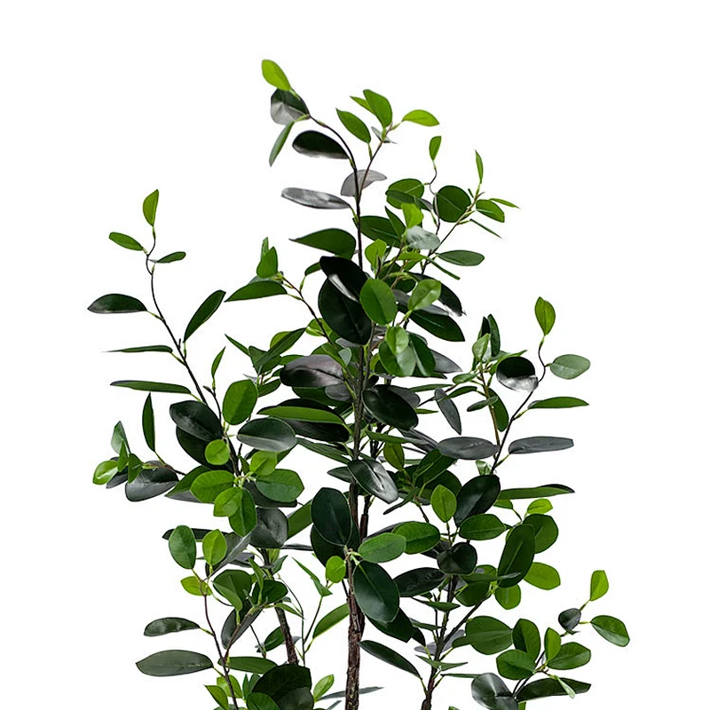 Wholesale indoor ficus trees bonsai house plant potted wedding centerpieces ficus trees