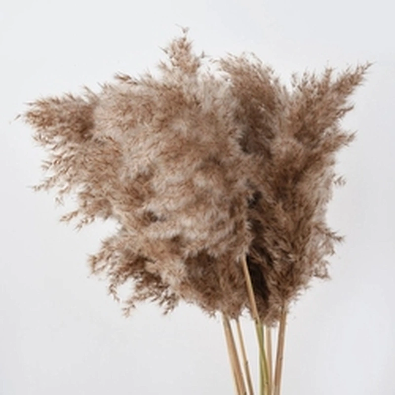80-120cm Pampas Grass Large Natural White Grey Flower Bouquet Fluffy for Home Decor Wedding Flower Decoration