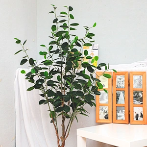 New Style Bonsai Plants China Top Quality Mini Small Medium Decorative Ornamental Bonsai Plants Of  Ficus Microcarpa