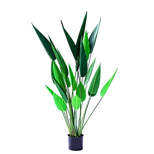Best Price Manufacturer New Design Factory Offer popular wholesale Strelitzia reginae ornamental plants bonsai
