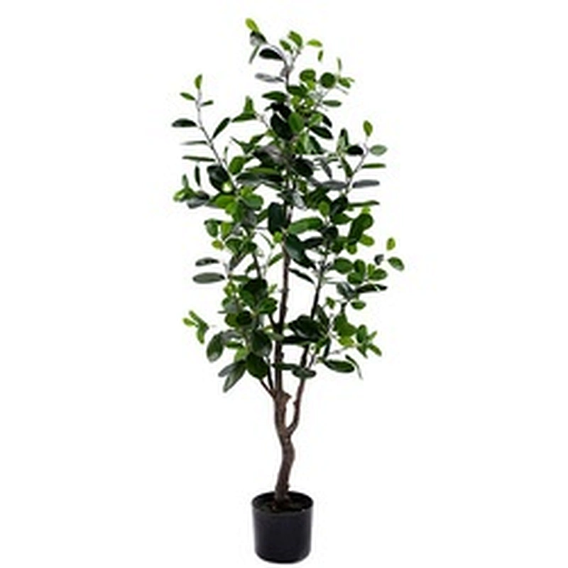 New Style Bonsai Plants China Top Quality Mini Small Medium Decorative Ornamental Bonsai Plants Of  Ficus Microcarpa