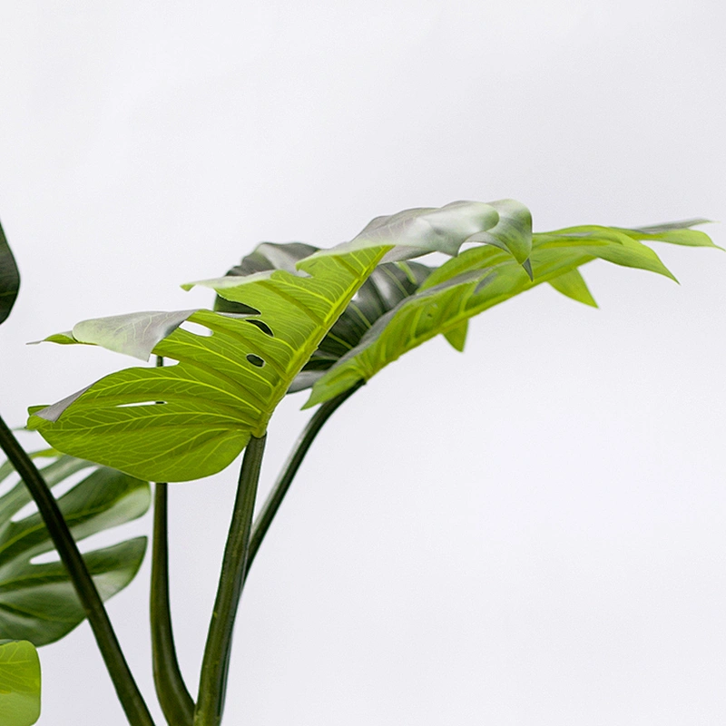 Varigata Ornamental Monstera Leaf Charm Live Monstera Plants, Indoor Artificial Trees And Plants