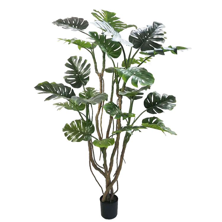 Popular Monstera Plant Price Philodendron Variegata Monstera Decorative Home Outdoor Bonsai Stand