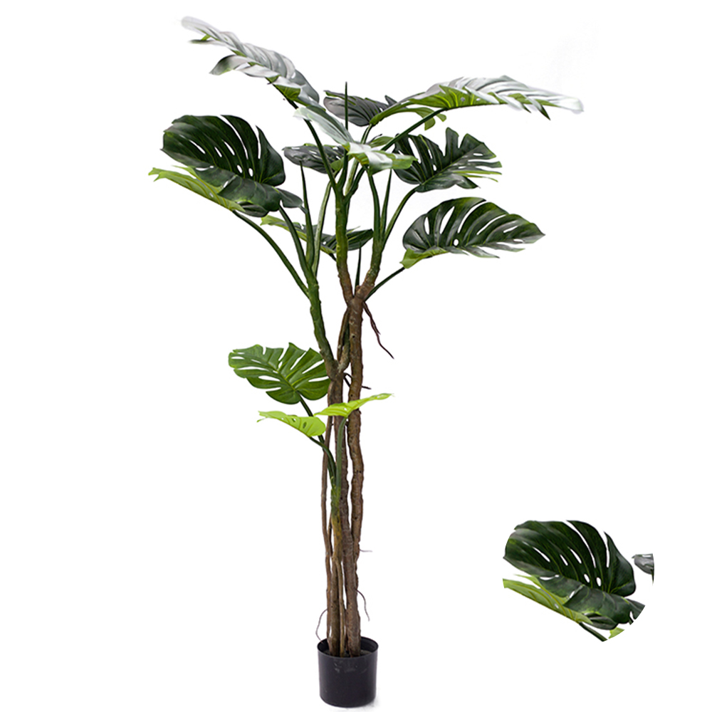 Popular Vivid Customized Varigata Monstera Adansonii Variegated Monstera Plant Price