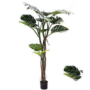 Popular Vivid Customized Varigata Monstera Adansonii Variegated Monstera Plant Price