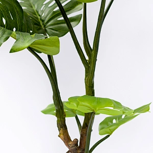 Varigata Ornamental Monstera Leaf Charm Live Monstera Plants, Indoor Artificial Trees And Plants
