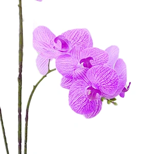High Quality Real touch Artificial Orchid Plants Orchid Flowers Orchid for Indoor Decoration