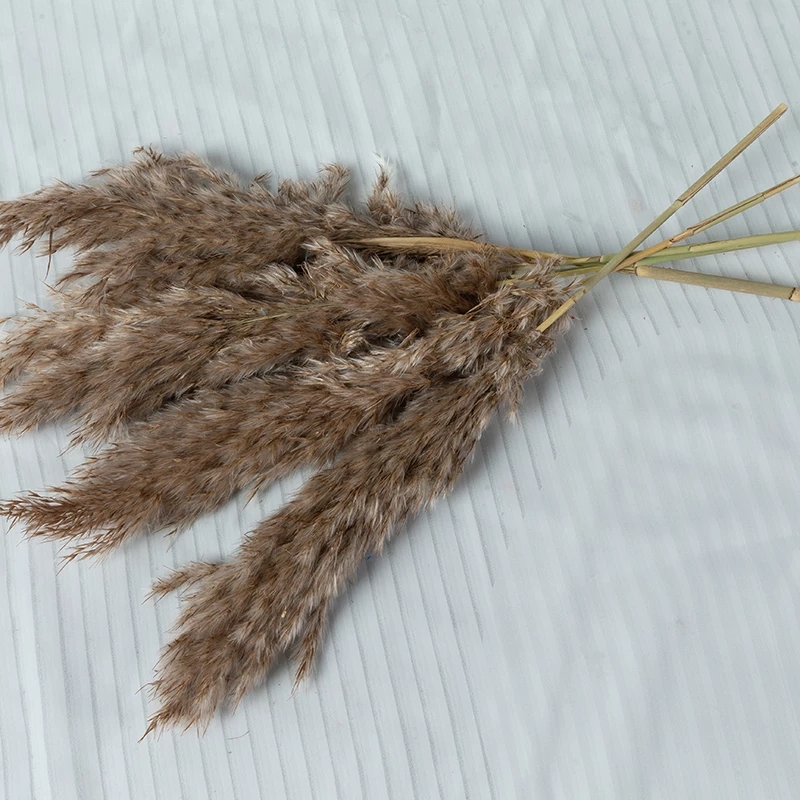 10pcs Real Bulrush Natural Dried Flowers Plants Small Dry Flower for Decoration Pampas Grass In Bouquet Wedding Home Decor