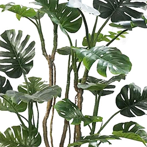 Varigata Ornamental Monstera Leaf Charm Live Monstera Plants New Design Real Touch  Artificial Trees And Plants