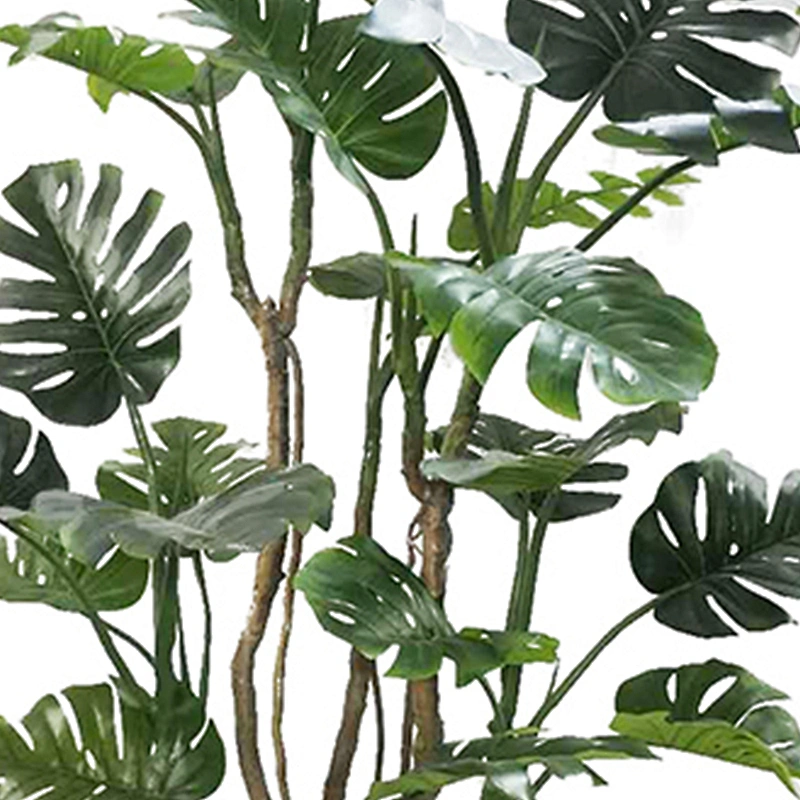 Varigata Ornamental Monstera Leaf Charm Live Monstera Plants New Design Real Touch  Artificial Trees And Plants