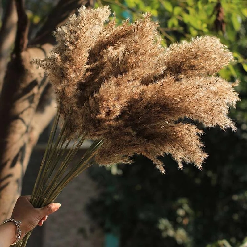 Natural Dried Pampas Grass Big Reed Artificial flowers Plant Hay Wedding Bohemian Home Decoration Artificial flowers Room