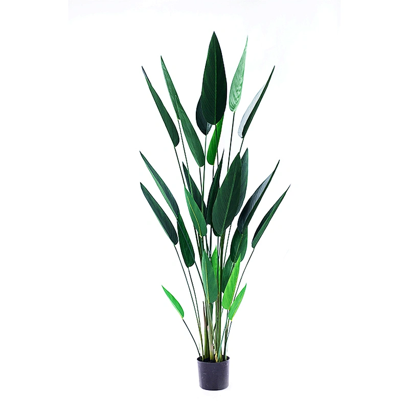 Best Price Manufacturer New Design Factory Offer popular wholesale Strelitzia reginae ornamental plants bonsai