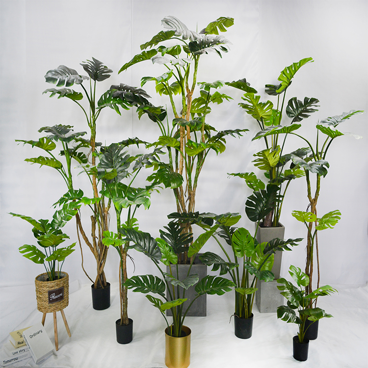 Varigata Ornamental Monstera Leaf Charm Live Monstera Plants New Design Real Touch  Artificial Trees And Plants